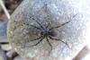 Pardosa sp.